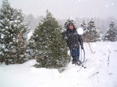 Real vs. Fake, Christmas Edition Image